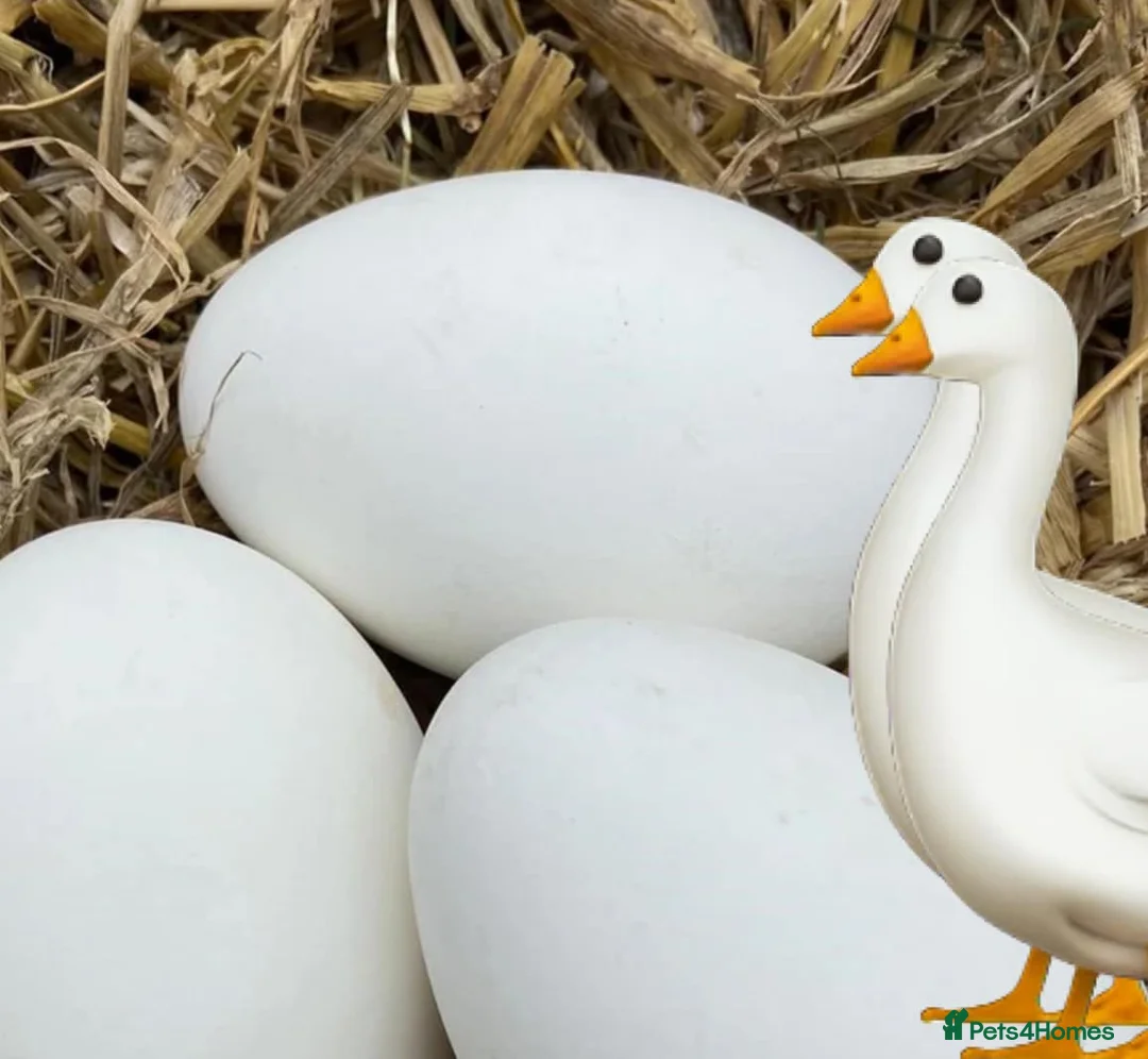 Geese poultry for sale: Free Range Emden Geese Hatching Eggs - Advert 1