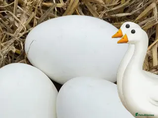 Geese poultry Free Range Emden Geese Hatching Eggs - Advert 1