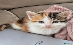 Mixed Breed cats for sale: Fluffy kittens - Image 8