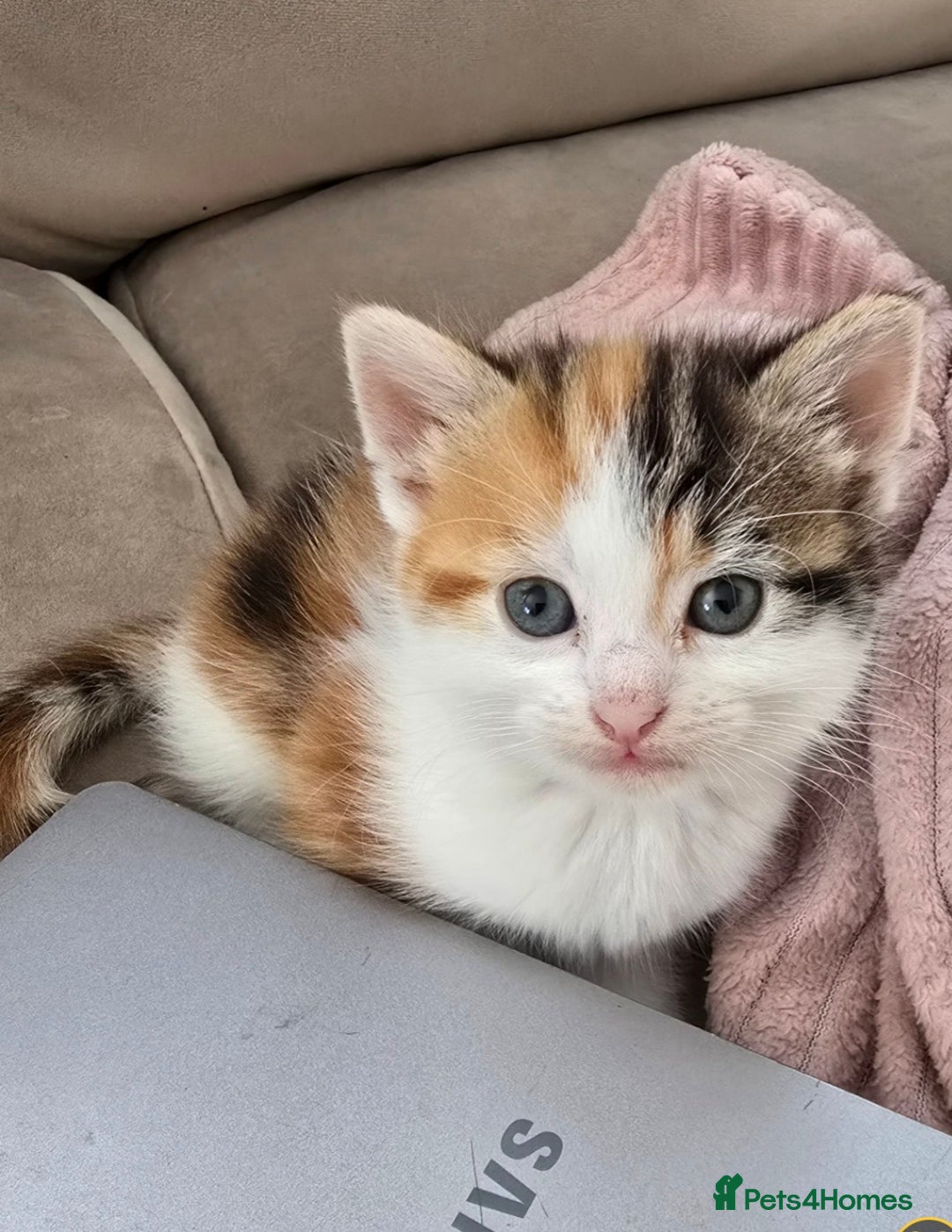 Mixed Breed cats for sale: Fluffy kittens - Image 8