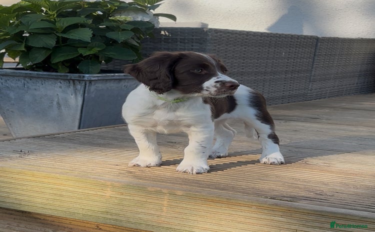 English Springer Spaniel dogs - Advert 1