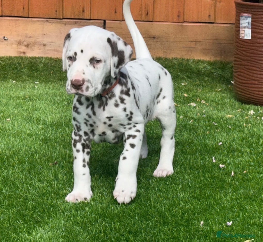 Dalmatian dogs JUST 3 BOYS LEFT - Advert 4