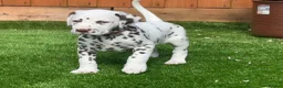 Dalmatian dogs for sale: JUST 3 BOYS LEFT READY THIS WEEK  - Advert 12