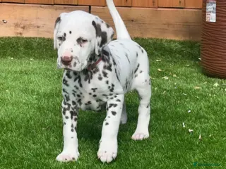 Dalmatian dogs JUST 3 BOYS LEFT - Advert 4