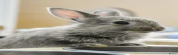Mixed Breed rabbits for sale: Beautiful hand-reared bunnies.  - Advert 3