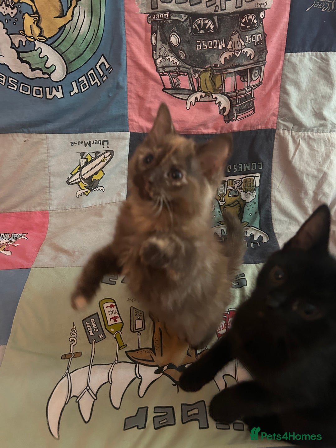 Mixed Breed cats for sale: 5 Beautiful, Fluffy Kittens For Sale! - Image 12