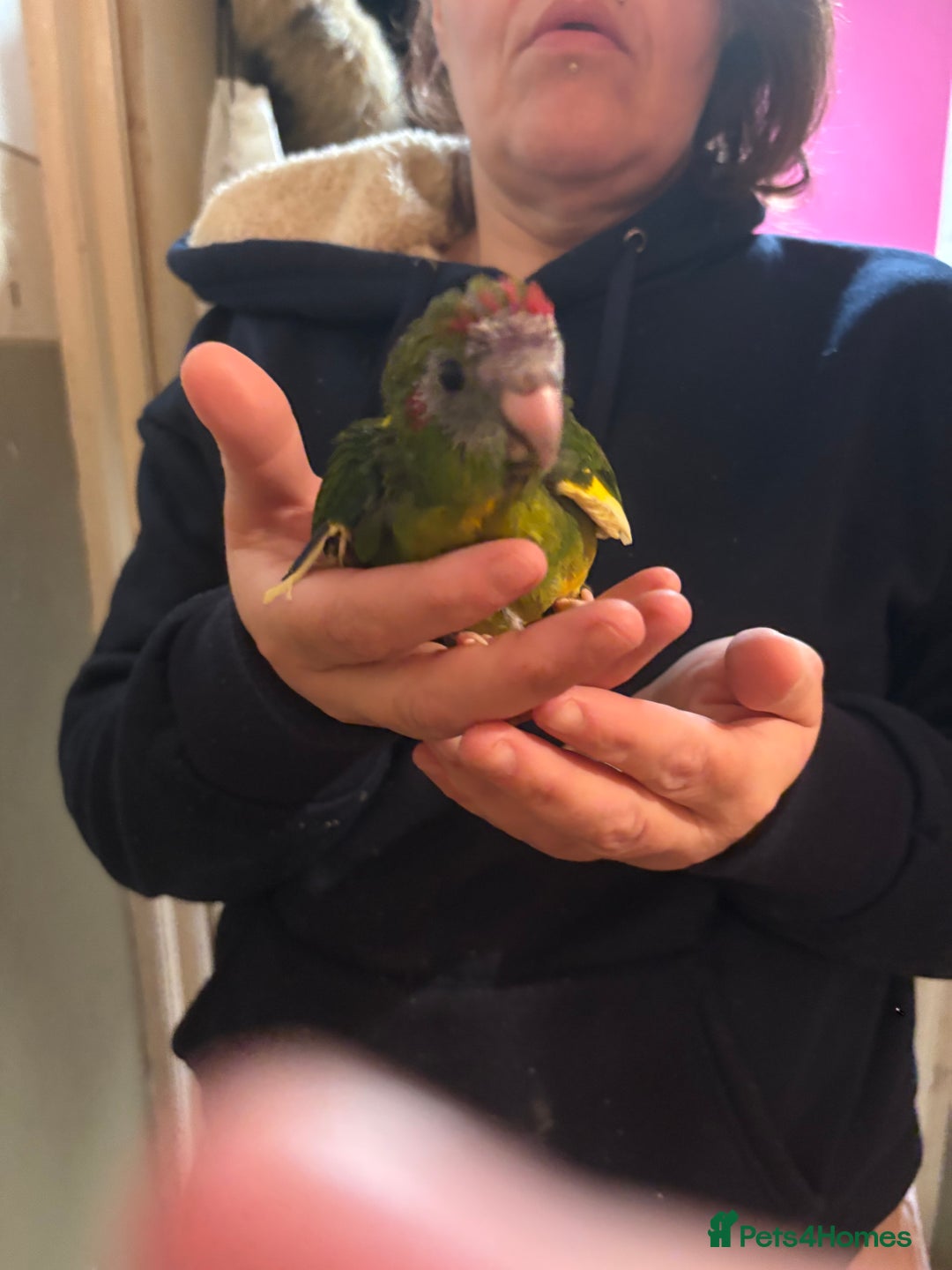 Parakeets birds for sale: Hand reared kakariki  - Advert 4