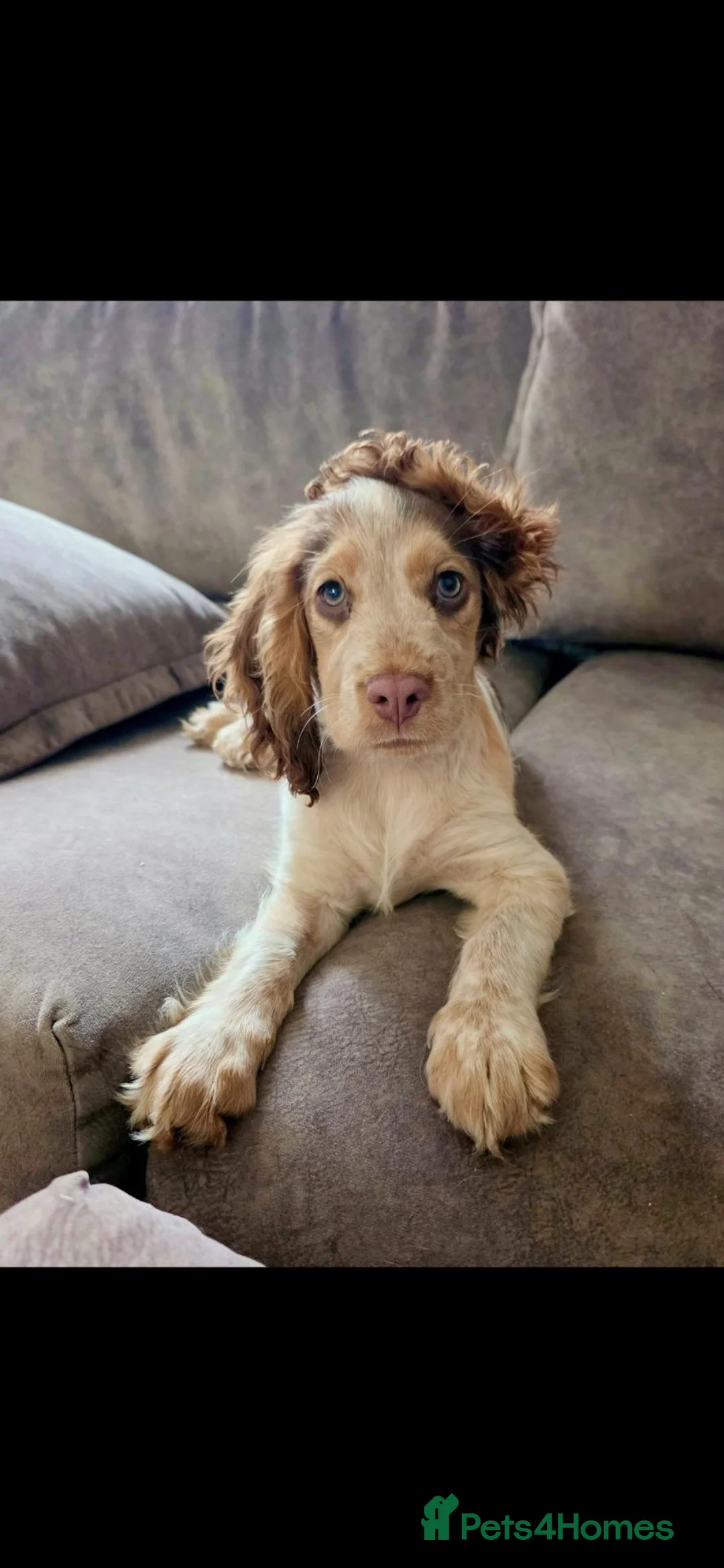 Cocker Spaniel dogs for sale: 🐾 Beautiful 7-Month-Old Lemon Roan Cocker Spaniel in Queenborough - Advert 1