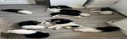 Old English Sheepdog dogs for sale:  Blue Eyes Old English Sheepdog Puppies  - Advert 6