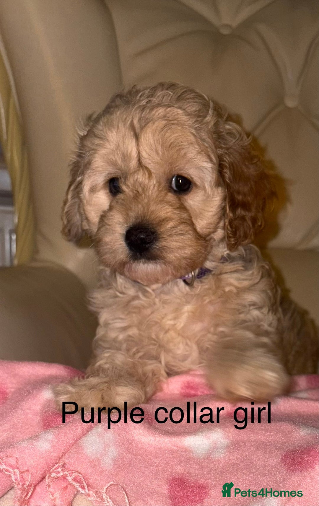 Cavapoo dogs for sale: Beautiful Cavapoo F1BB Puppies - Image 12