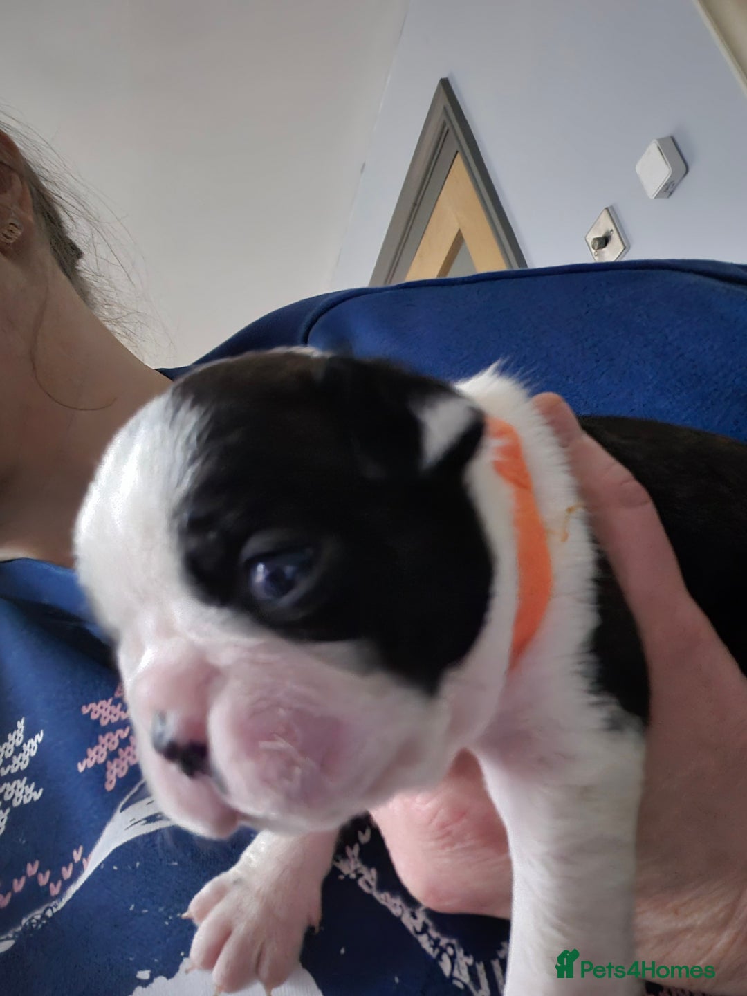Boston Terrier dogs for sale: Gorgeous chunky Boston terrier pups - Advert 28