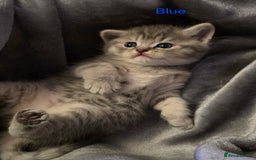 British Shorthair cats for sale: 🐾 4 Adorable British Shorthair Kittens Available! - Image 11