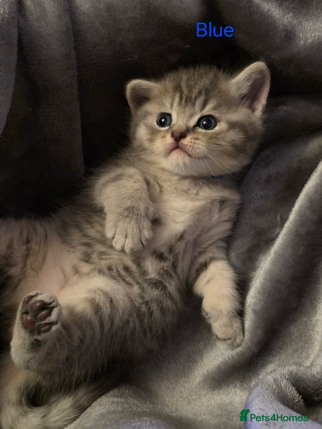 British Shorthair cats for sale: 🐾 4 Adorable British Shorthair Kittens Available! - Image 11