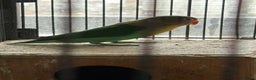 Lovebirds birds for sale: Beautiful and exotic Love bird for sale - Advert 4