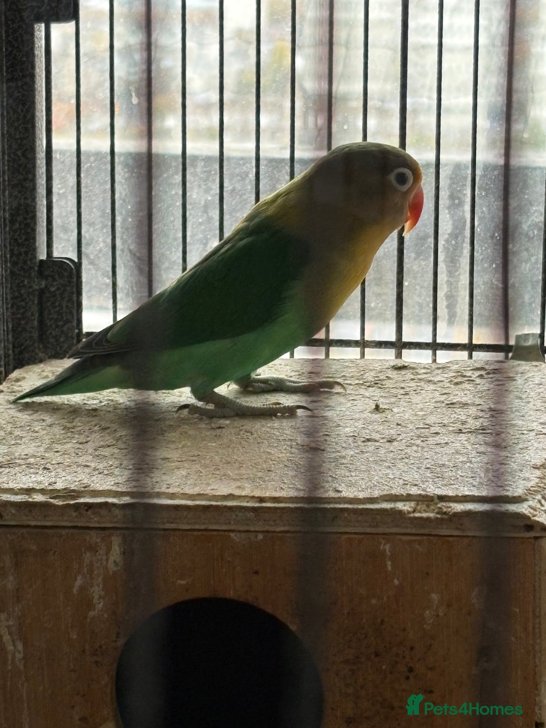 Lovebirds birds for sale: Beautiful and exotic Love bird for sale - Advert 4