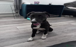 Mixed Breed dogs for sale: Maisy needs a forever home - Image 4