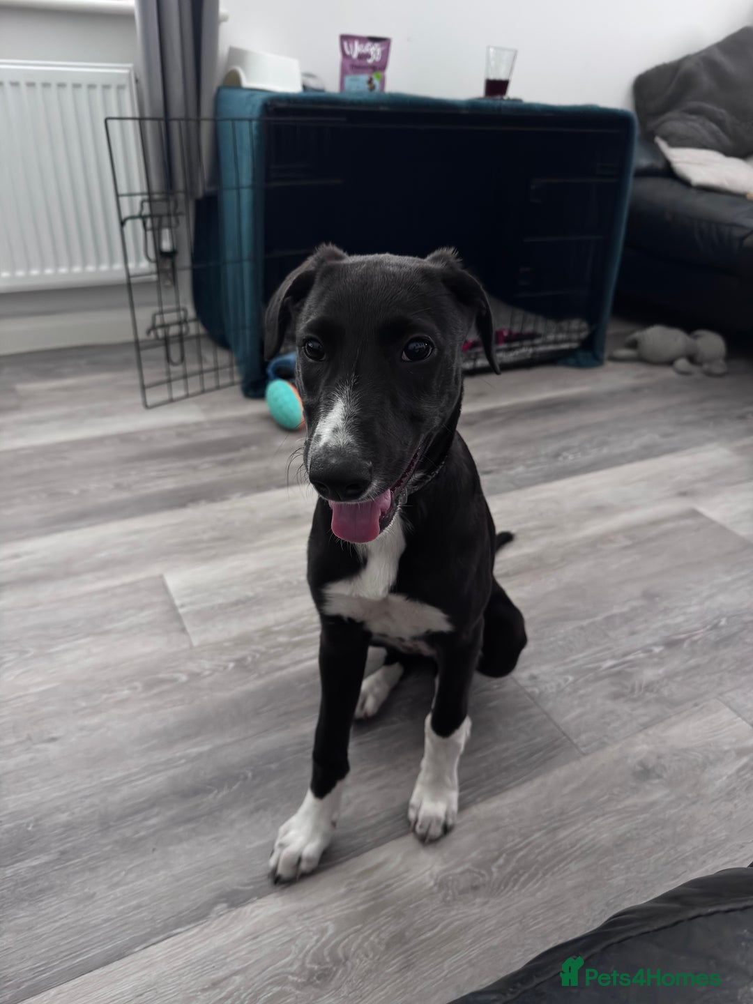 Mixed Breed dogs for sale: Maisy needs a forever home - Image 4