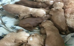 Labradoodle dogs for sale: Health tested Australian Labradoodles - Image 4