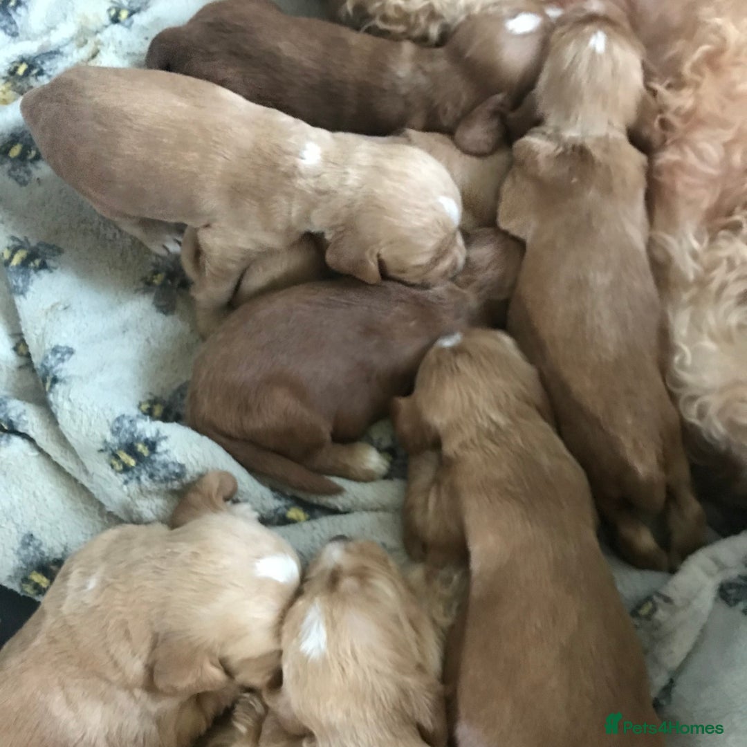 Labradoodle dogs for sale: Health tested Australian Labradoodles - Image 4