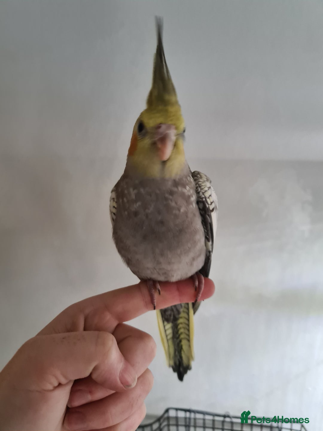Cockatiels birds for sale: One Male, One Female Hand-Tame Sweet Cockatiels - Advert 5