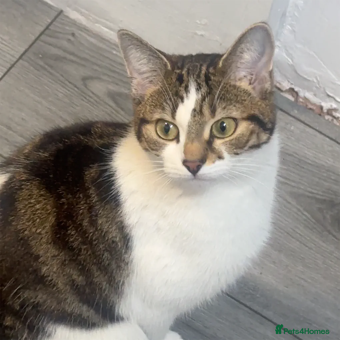 British Longhair cats for sale: Tabby cat long haired Birmingham - Image 1