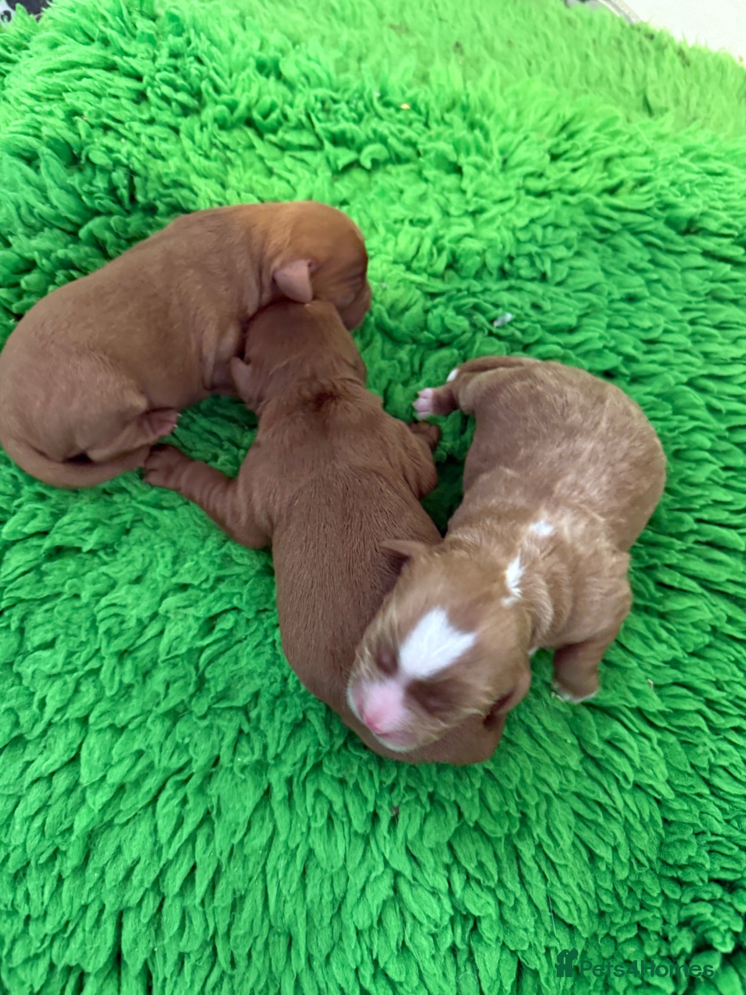 Cavapoo dogs for sale: Cavapoo puppies,health tested parents 5* licensed  - Advert 7