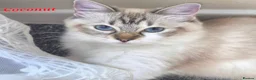 Ragdoll cats for sale: Tica registered exceptional  Ragdolls  - Advert 29
