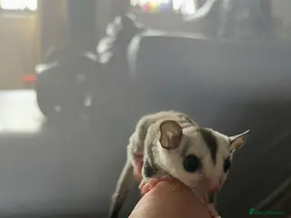Sugar Glider rodents White Face Boy and girl Ready to leave - Advert 6