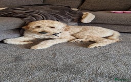 Goldendoodle dogs for sale: Goldendoodle pups via POLICE dog behaviourist  - Image 5