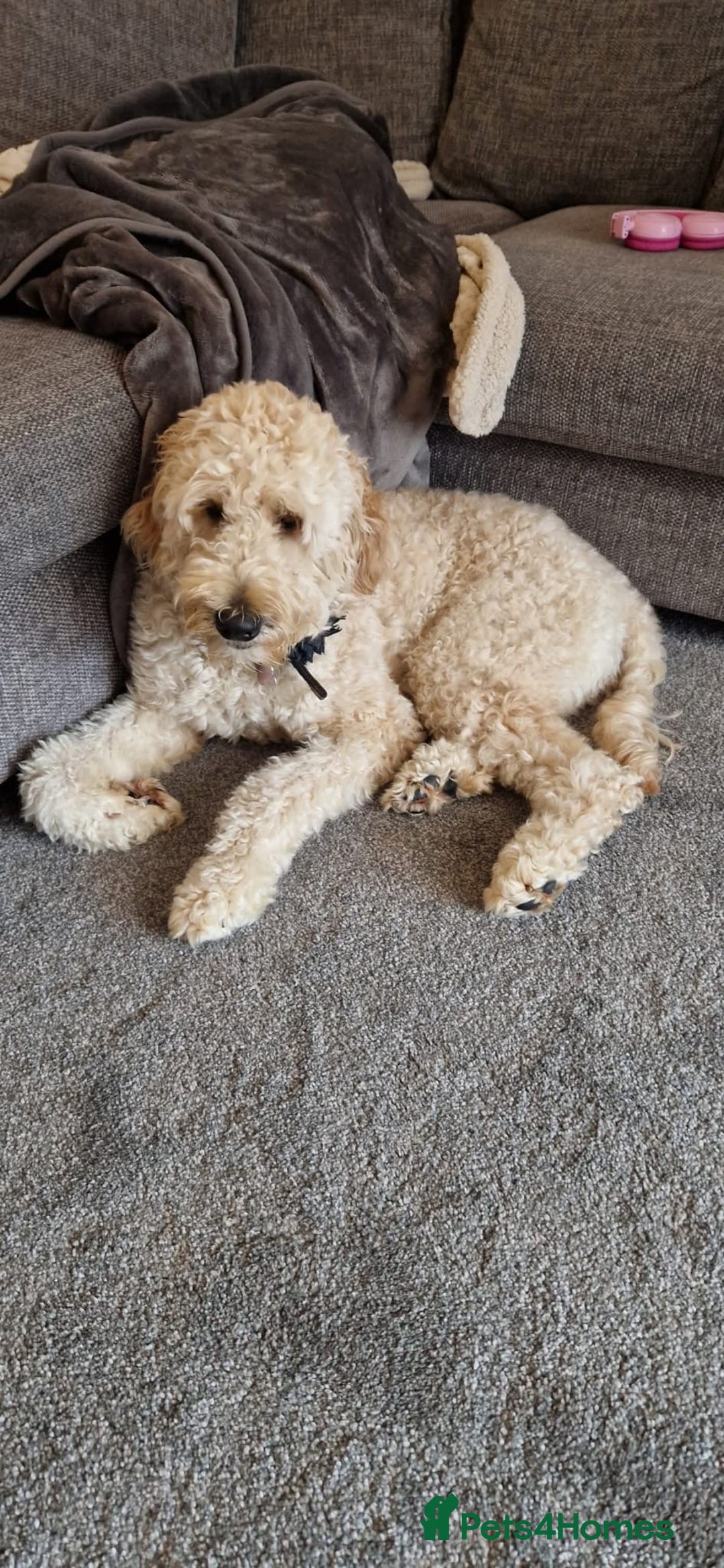 Goldendoodle dogs for sale: Goldendoodle pups via POLICE dog behaviourist  - Image 5
