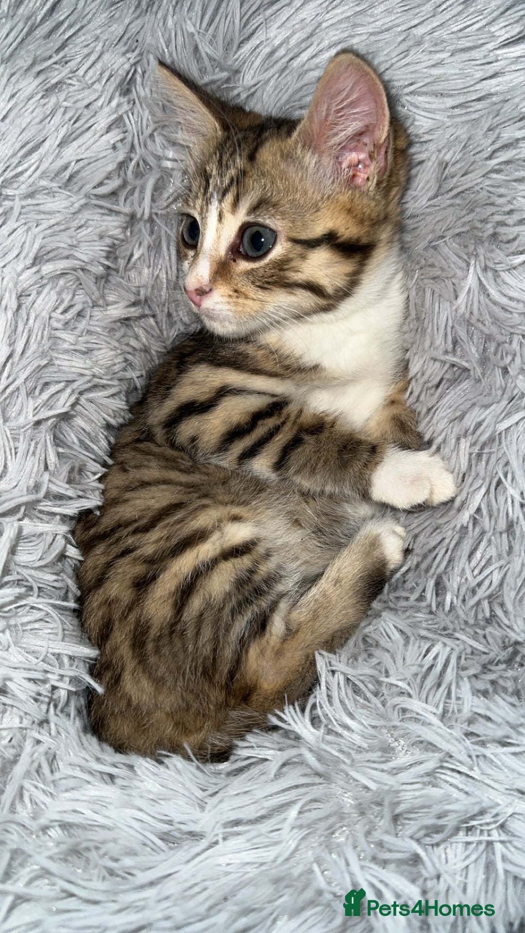 Domestic Shorthair cats for sale: Adorable tabby kitten - Advert 3