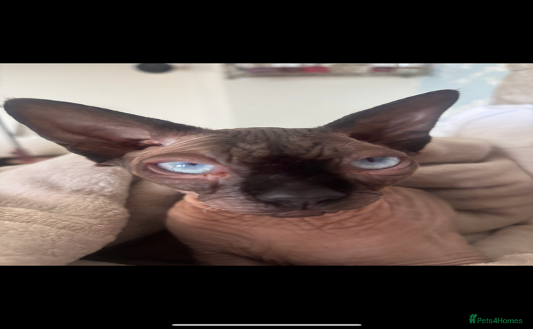 Sphynx cats - Advert 1