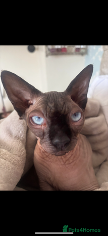 Sphynx cats - Advert 1