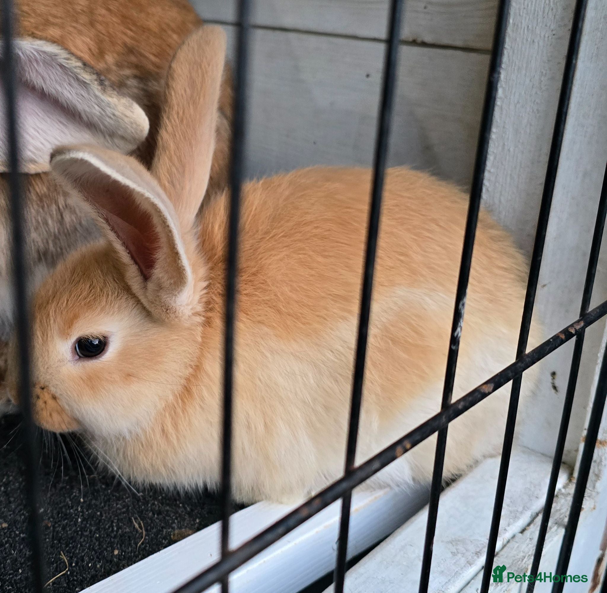 Continental Giant rabbits German Giants  - Advert 1