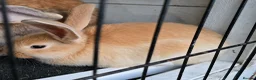 Continental Giant rabbits for sale: German Giants  - Advert 1