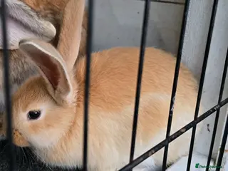Continental Giant rabbits for sale: German Giants - Advert 1