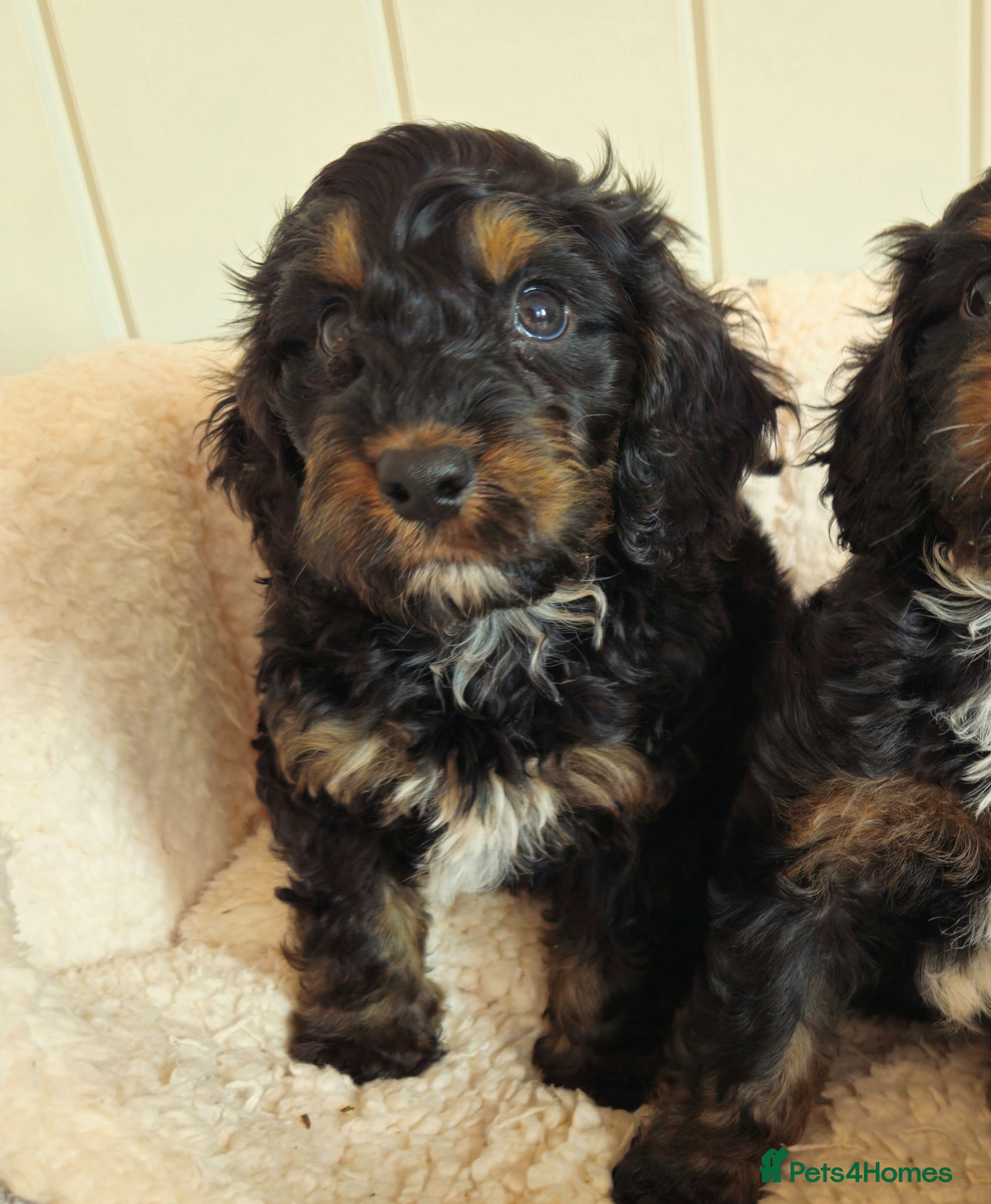 Cockapoo dogs licensed breeder, 1 BOY available for loving homes - Advert 2