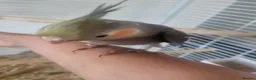 Cockatiels birds for sale: Hand reared, super tame baby cockatiels - Advert 5