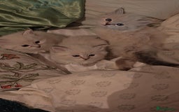Siberian cats for sale: GCCF +TICA parents - Image 11