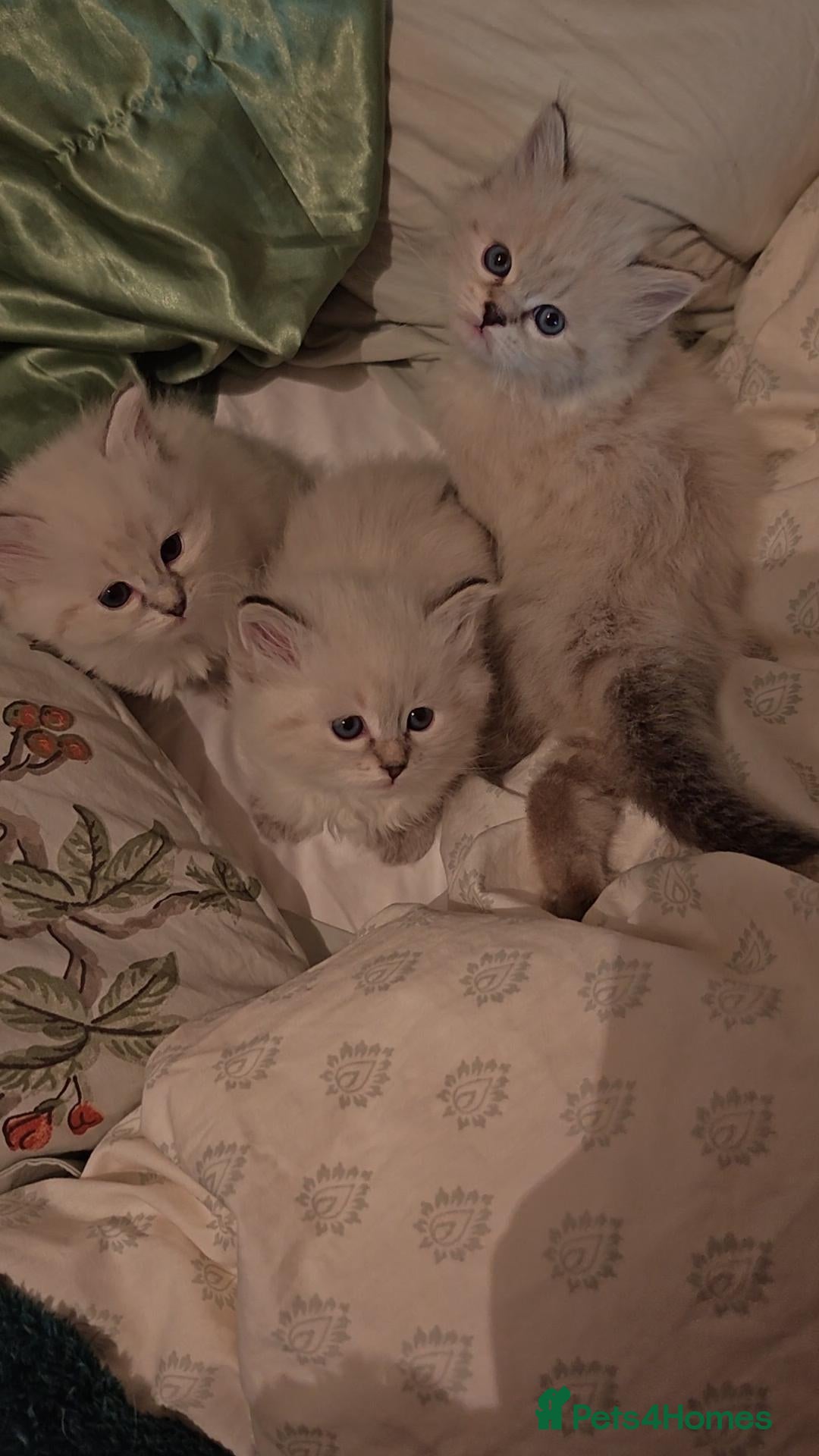 Siberian cats for sale: GCCF +TICA parents - Image 11
