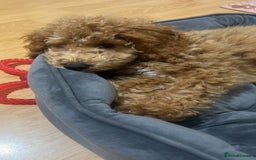 Toy Poodle dogs for sale: Toy poodle  - Image 4