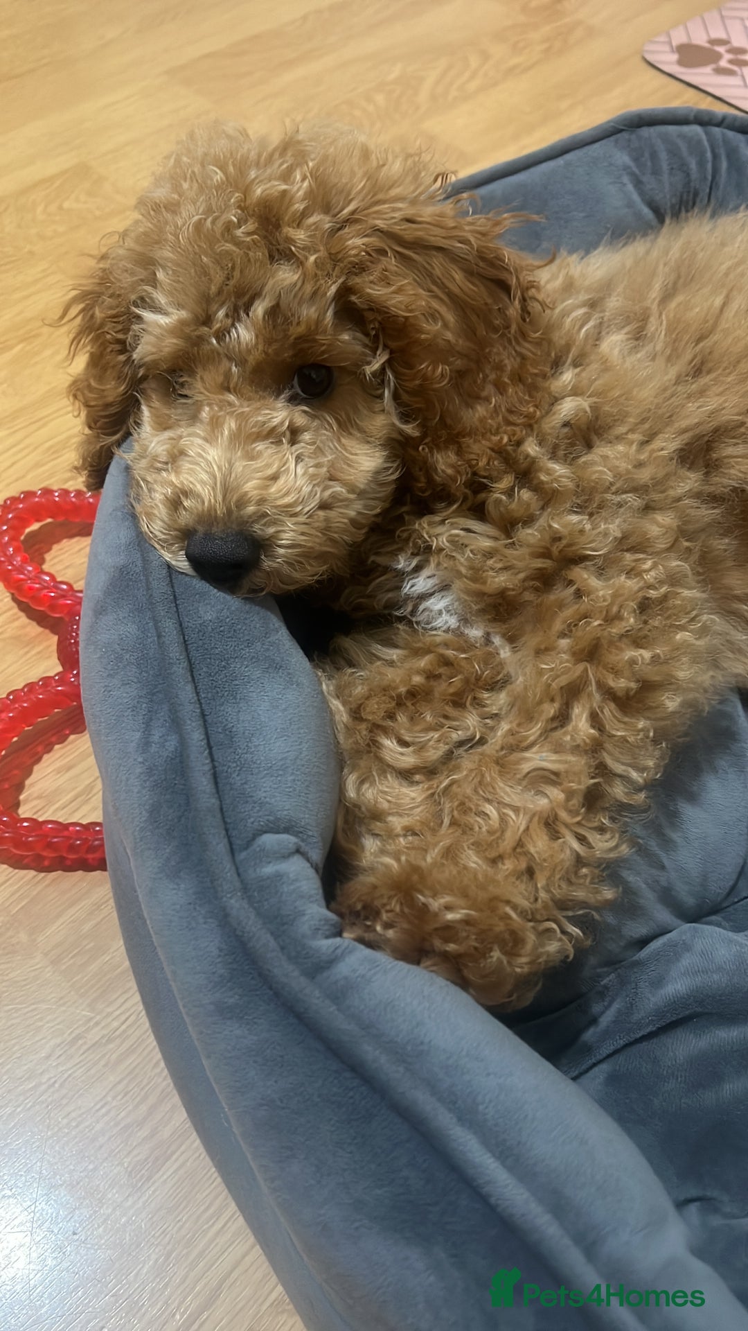 Toy Poodle dogs for sale: Toy poodle  - Image 4