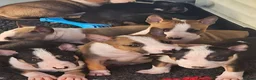 English Bull Terrier dogs for sale: English bullterrier pups for sale - Advert 4