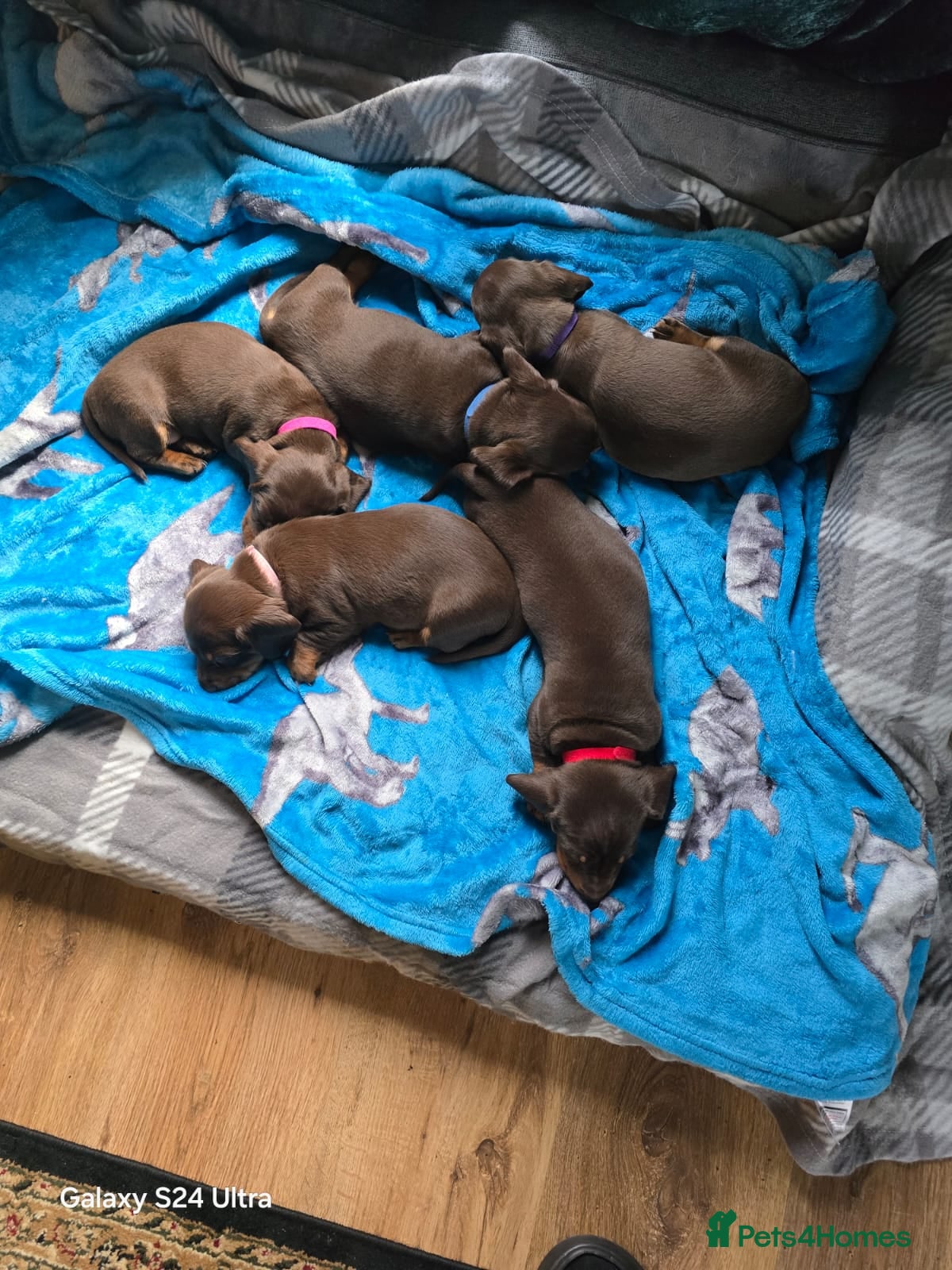 Dachshund dogs Dachshund puppies  - Advert 1