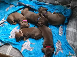 Dachshund dogs Dachshund puppies - Advert 1