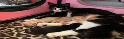 Mixed Breed cats for sale: 2 kittens for sale - Advert 2