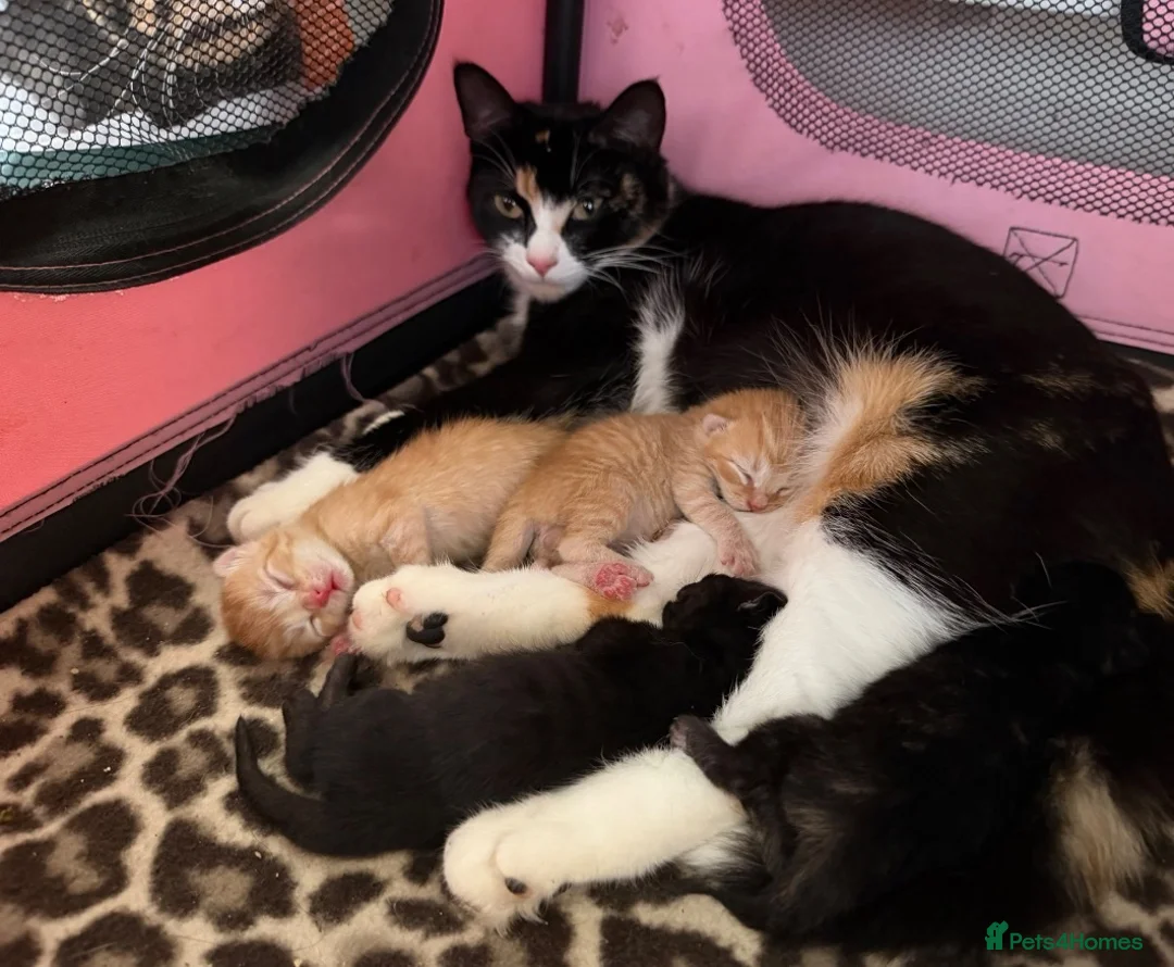 Mixed Breed cats for sale: 2 kittens for sale - Advert 2