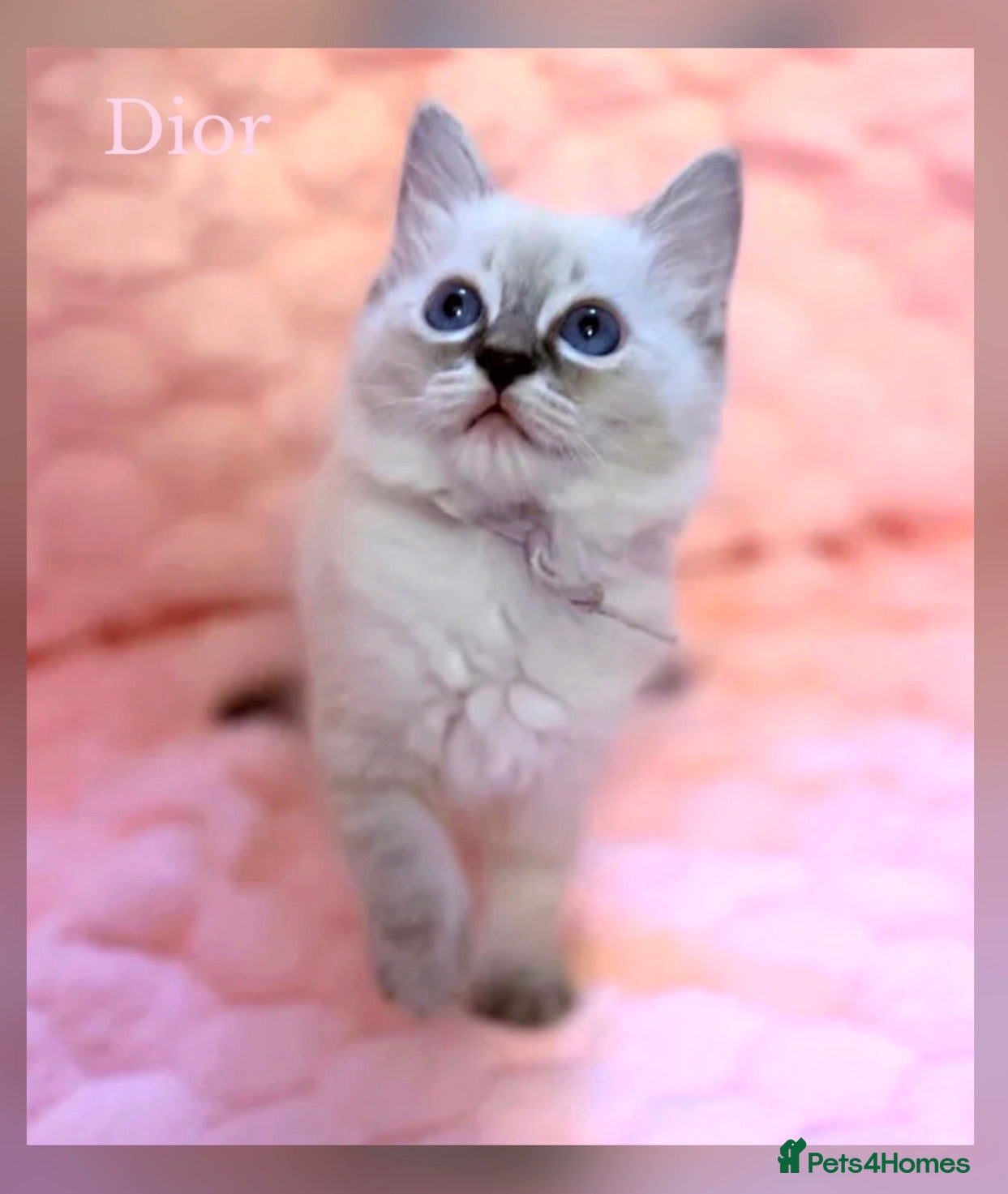 Ragdoll cats ✨ Beautiful Ragdoll Girl Kittens 🩷 - Advert 14