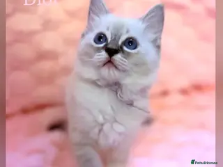 Ragdoll cats ✨ Beautiful Ragdoll Girl Kittens 🩷 - Advert 14