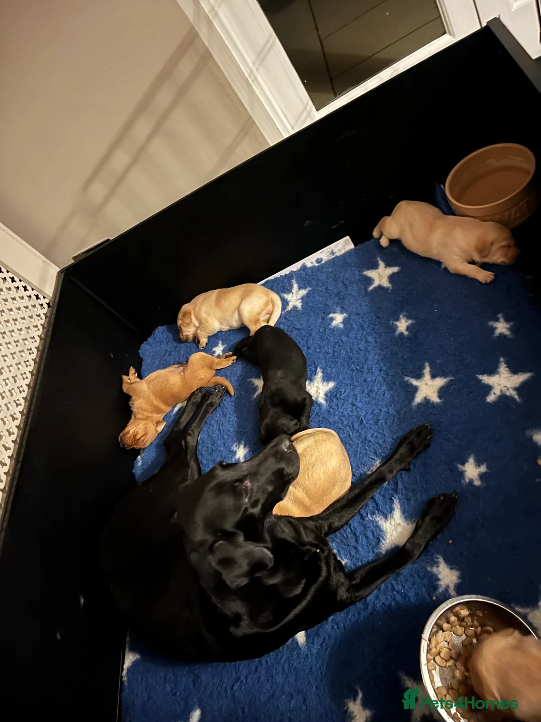Labrador Retriever dogs for sale: Stunning kc labrador litter  - Advert 2